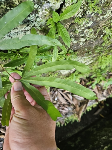 Lygodium circinnatum, photograph 5