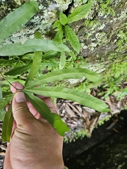 Lygodium circinnatum, photograph (c) Tim, some rights reserved (CC BY)