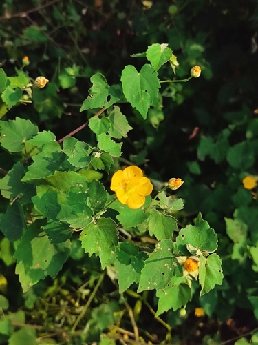 Indian Mallow