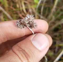 Juncus megacephalus