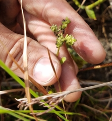 Mitreola