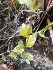 Mitreola