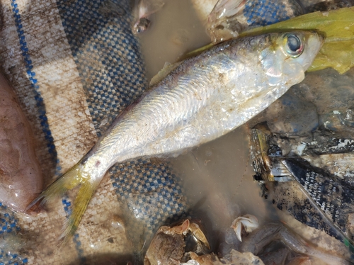Indische ditchela-haring (Pellona ditchela) — Pristigasteridae — 4
