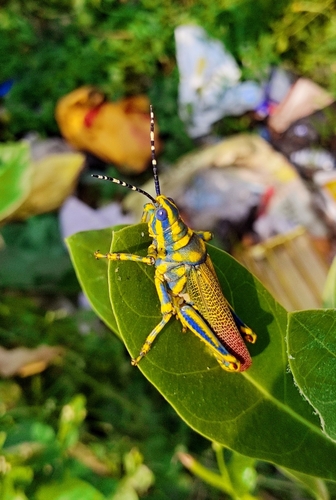 Painted Grasshopper