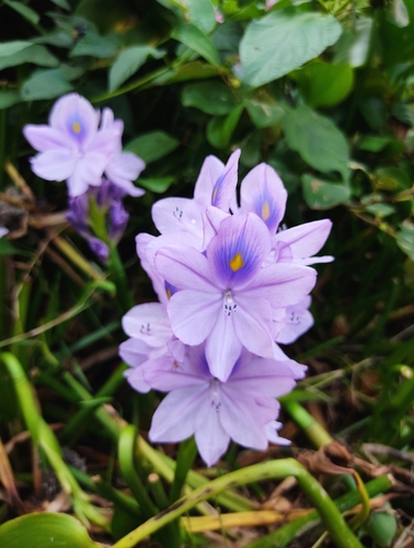 common water hyacinth