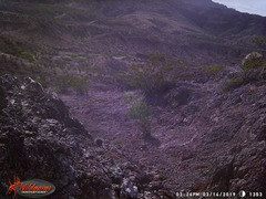 Ammospermophilus interpres