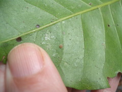 Epelidochiton piperis