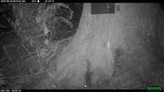 Glaucomys oregonensis