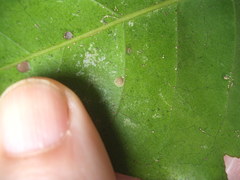 Epelidochiton piperis