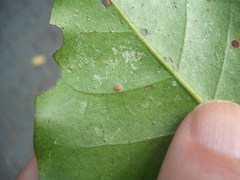 Epelidochiton piperis