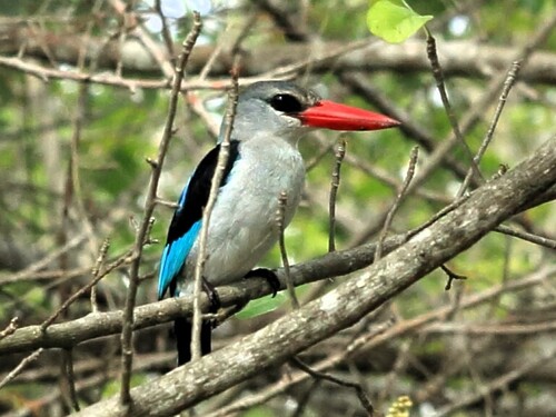 iNaturalist: (c) titi-uu, some rights reserved (CC BY-NC), uploaded by titi-uu iNaturalist image