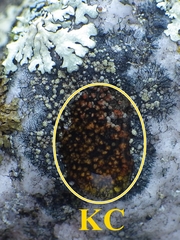 Rinodina aspersa