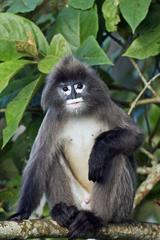 Trachypithecus phayrei