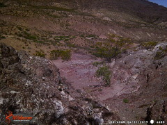 Ammospermophilus interpres