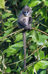 Trachypithecus phayrei