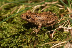 Catalonian Midwife Toad photo 4