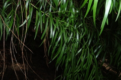 Daviesia arborea, photograph (c) Greg Tasney, some rights reserved (CC BY-SA)