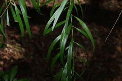 Daviesia arborea, photograph (c) Greg Tasney, some rights reserved (CC BY-SA)