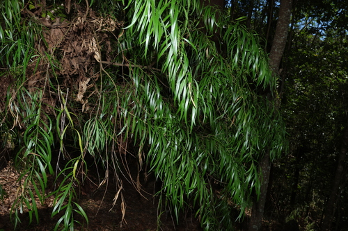 Daviesia arborea, photograph 4