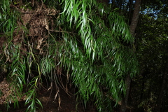 Daviesia arborea, photograph (c) Greg Tasney, some rights reserved (CC BY-SA)