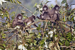 Trachypithecus phayrei