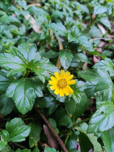 Trailing Daisy