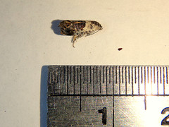 Eupselia carpocapsella