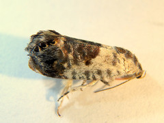 Eupselia carpocapsella