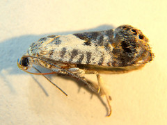 Eupselia carpocapsella