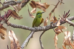 Merops viridissimus