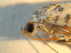 Eupselia carpocapsella