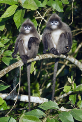 Trachypithecus phayrei
