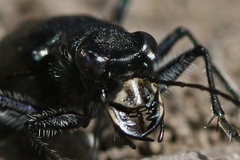 Cicindela nebraskana