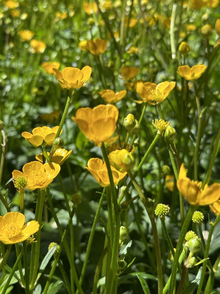 Creeping buttercup from Coolringdon, NSW, AU on November 5, 2025 at 10: ...