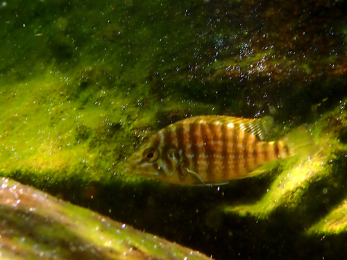 Thicklip cichlid (Lobochilotes labiatus) — Cichlidae — 3