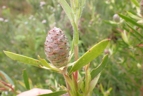 Leucadendron conicum, photograph 6