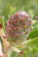 Leucadendron conicum, photograph (c) Nicola van Berkel, some rights reserved (CC BY-SA)