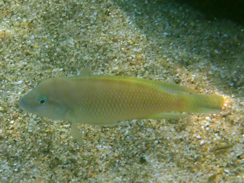 Mondabu lamprologus (Neolamprologus mondabu) — Cichlidae