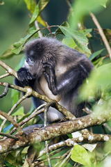 Trachypithecus phayrei