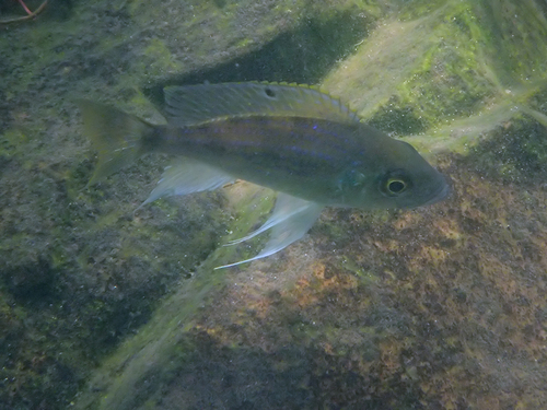 Tanganyika-zandcichlide (Aulonocranus dewindti) — Cichlidae