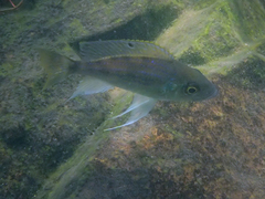 Dewindt's Cichlid photo 5