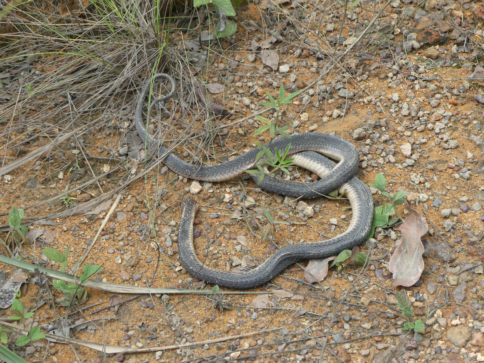 Congo File Snake photo 6
