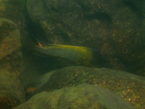 Largetooth petrochromis (Petrochromis polyodon) — Cichlidae — 3
