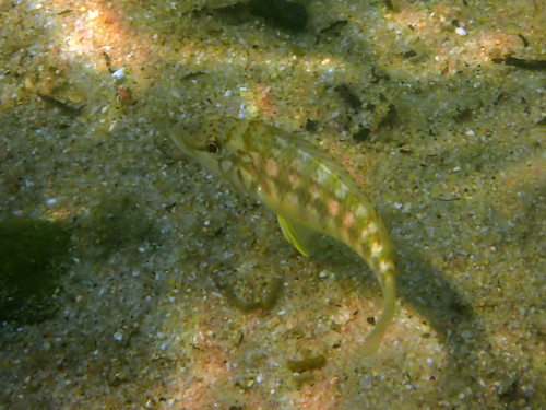 Horei cichlid (Ctenochromis horei) — Cichlidae — 5