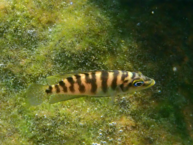 Banded lamprologus (Neolamprologus fasciatus) — Cichlidae