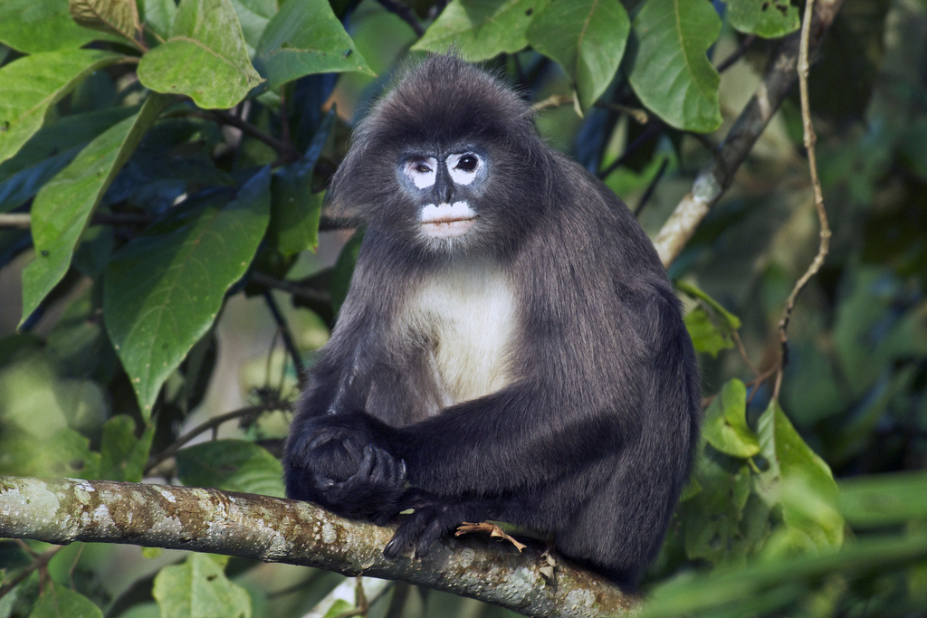 Phayre's Leaf-Monkey