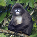 Phayre's Leaf Monkey - Photo (c) Vijay Anand Ismavel, some rights reserved (CC BY-NC-SA)