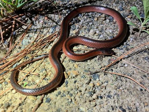 Black-striped Snake sighting