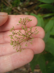 Trachelium caeruleum