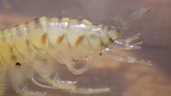 Gammarus fasciatus